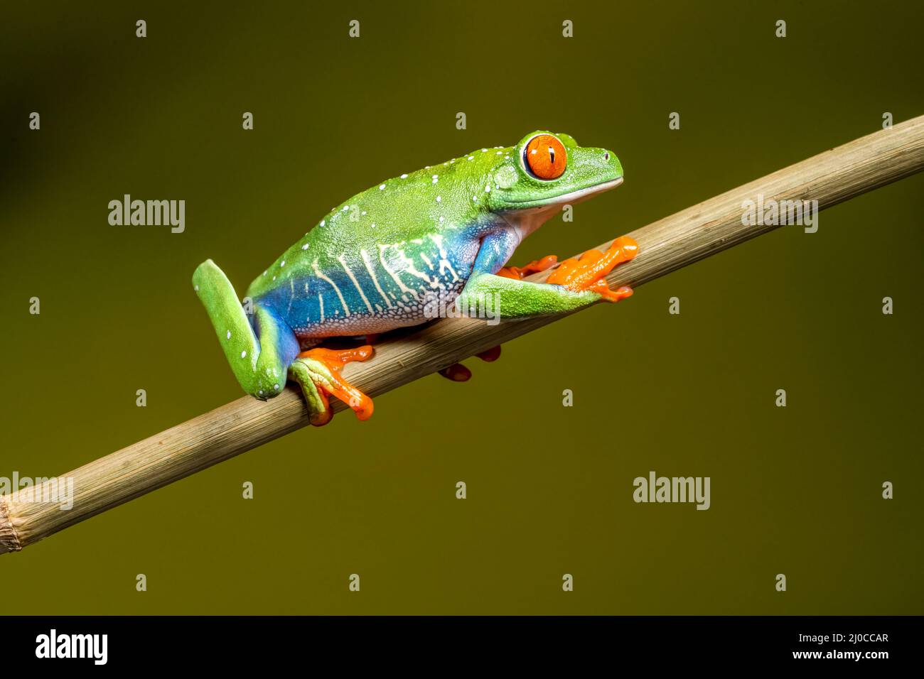 Roter gefärbter Baumfrosch (Agalychnis callidyas), der einen Pflanzenstamm hochklettert Stockfoto