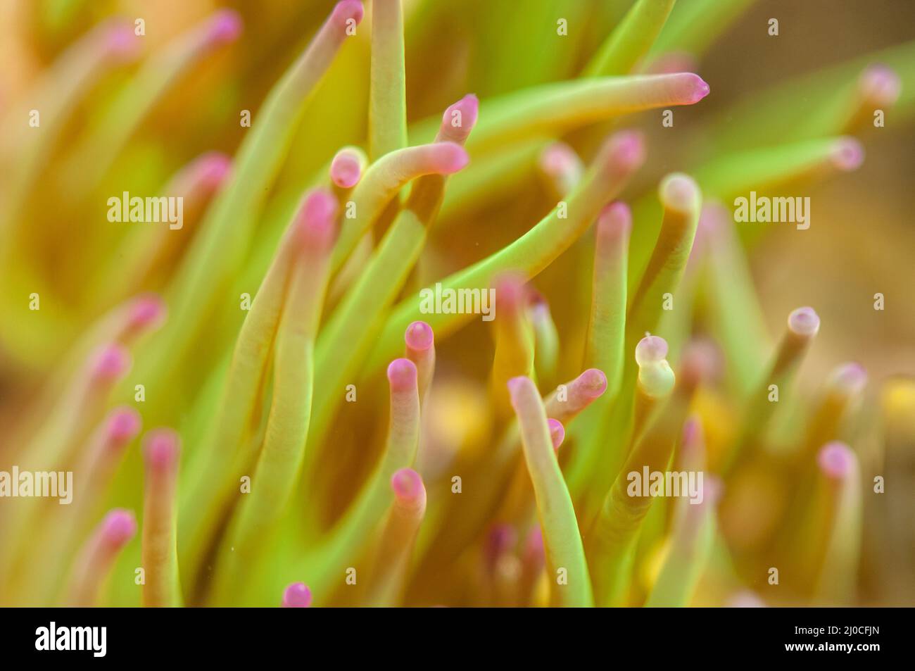 Snakelock-Anemone (Anemonia viridis) mit symbiotischen Algen, Steinpool, Pembrokeshire, Wales, Großbritannien Stockfoto