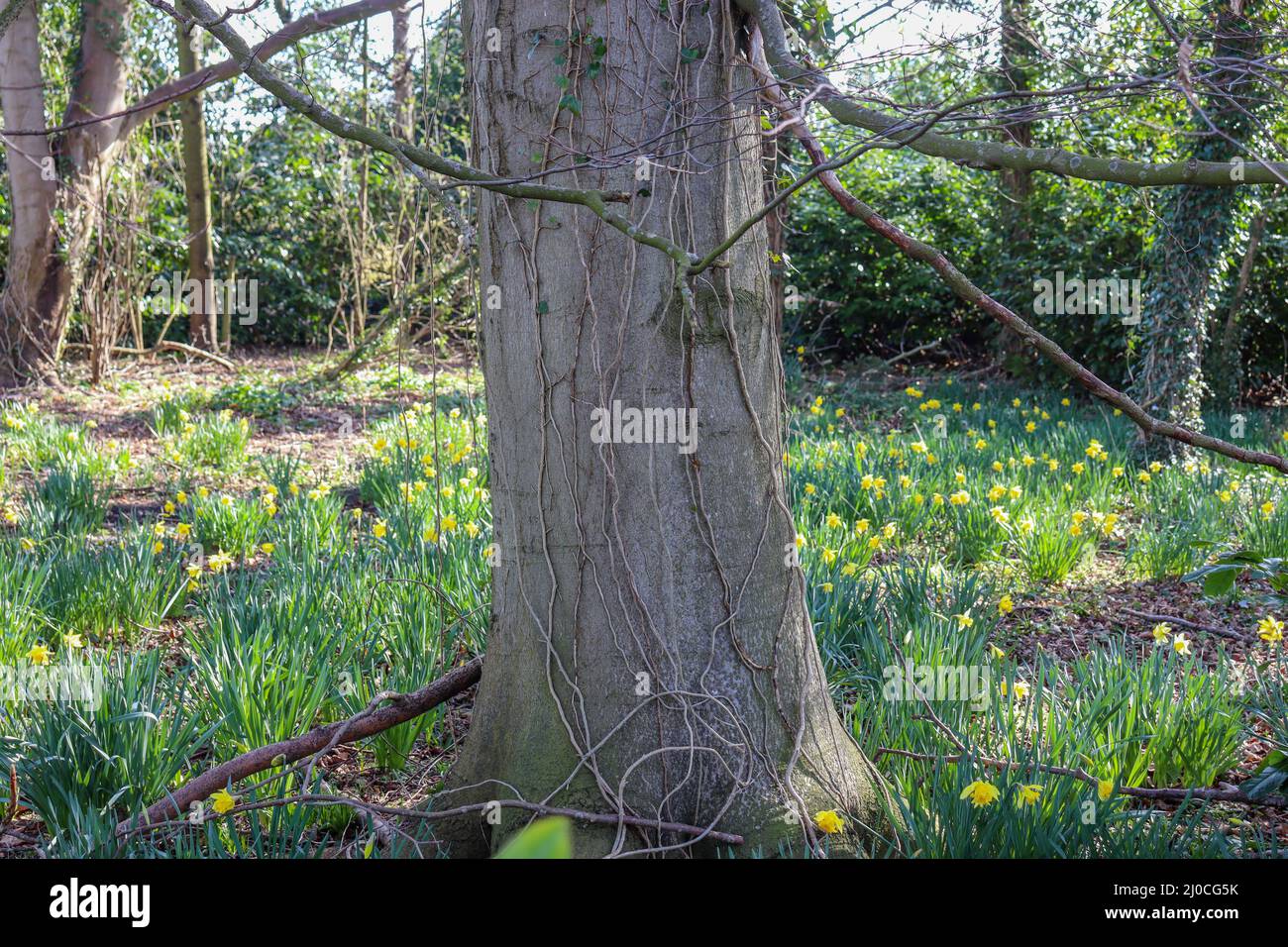 Landschaft mit Bäumen und wilden Narzissen Stockfoto