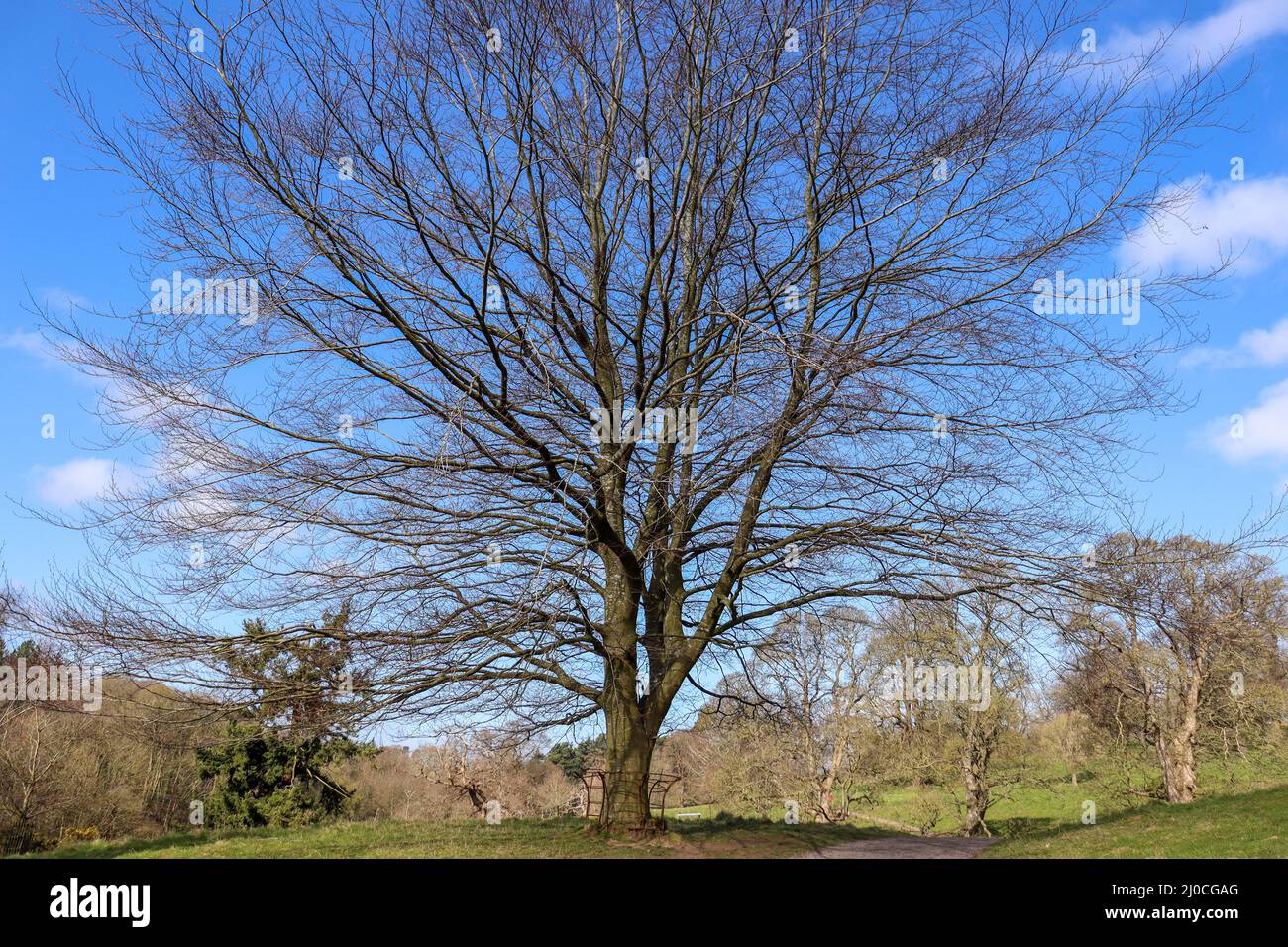 Großer alter, schlafender Baum in einer Parklandschaft Stockfoto