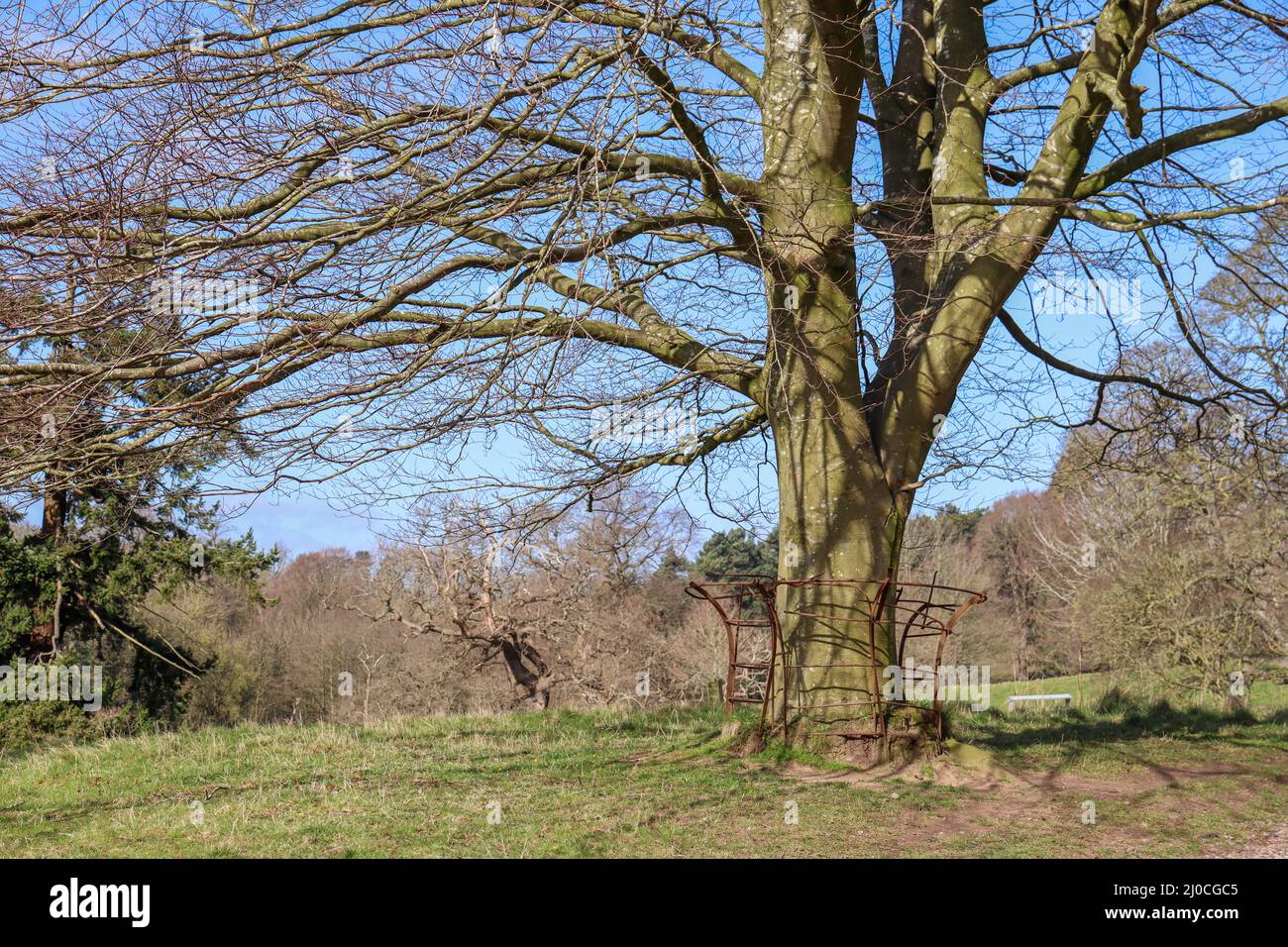 Großer alter, schlafender Baum in einer Parklandschaft Stockfoto