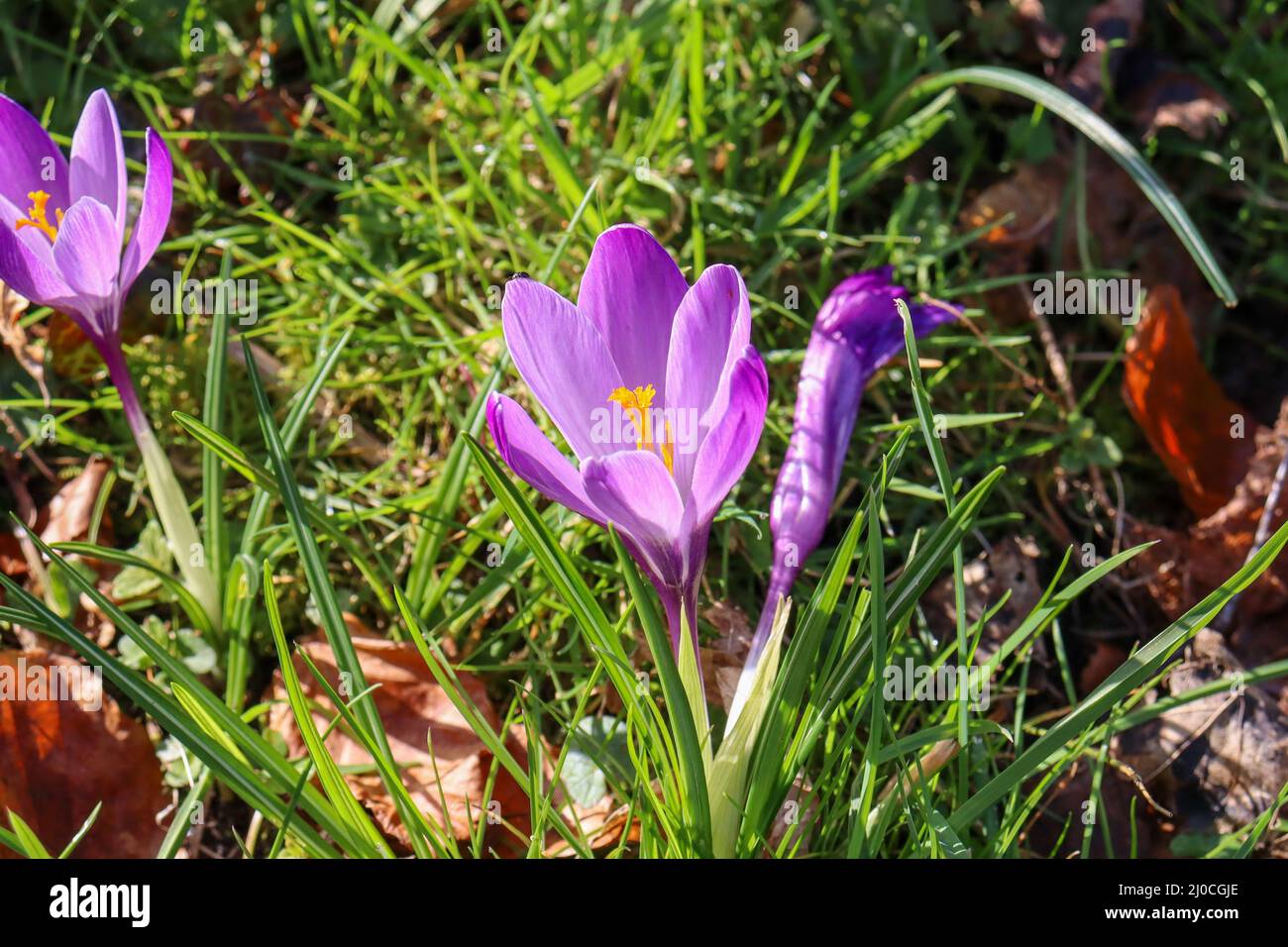 Früher Frühling lila blühender Crocus Stockfoto