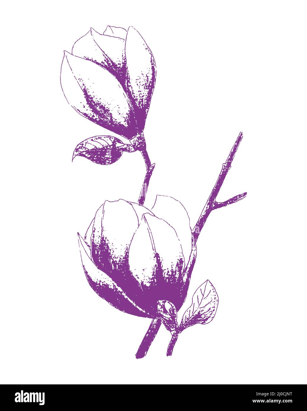 Magnolia Blumenstempel Aufdruck Handzeichnung Bleistift, isoliert, weißer Hintergrund. Vektorgrafik Stock Vektor