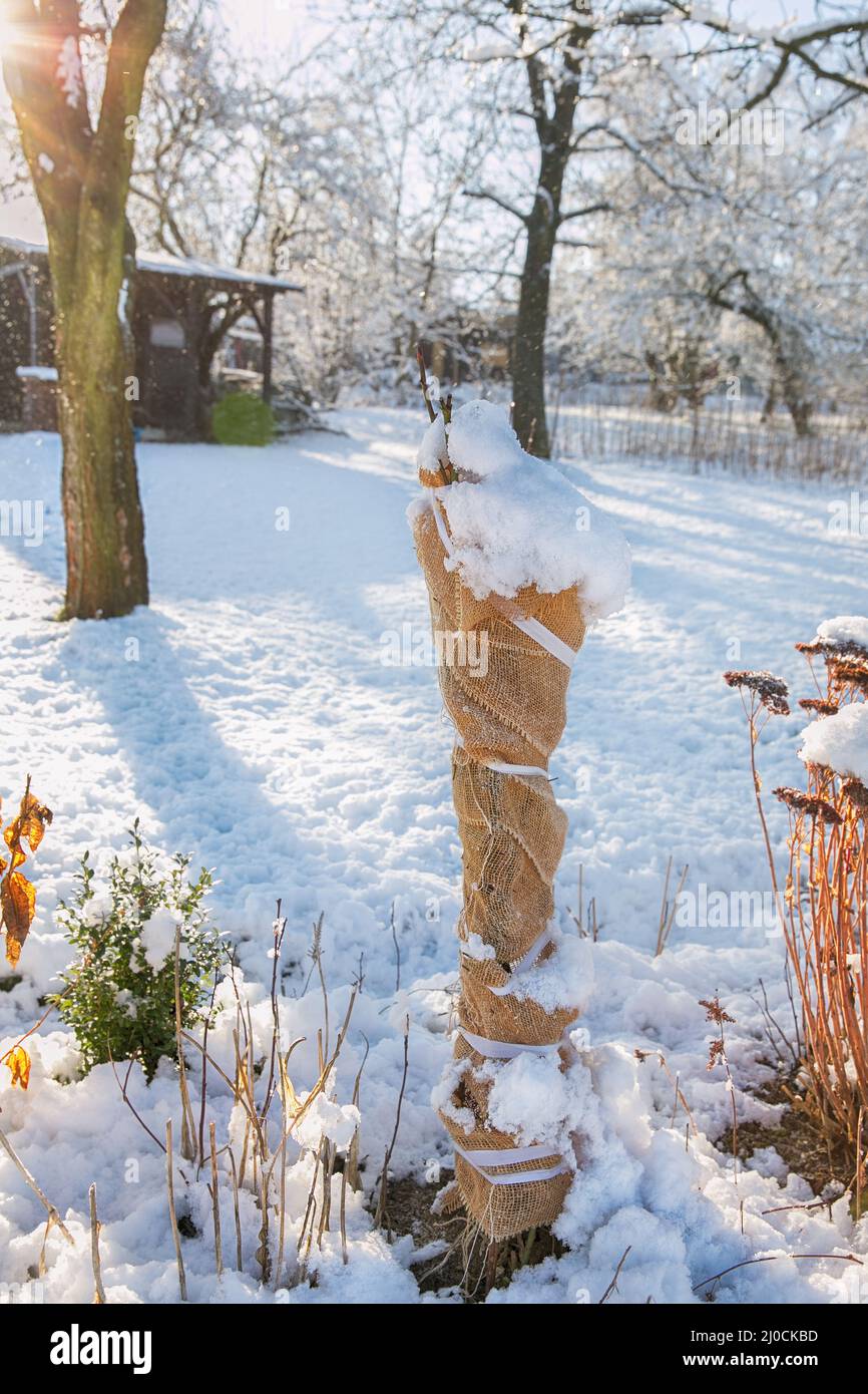 Sträucher gegen den Winter von Jute geschützt Stockfoto