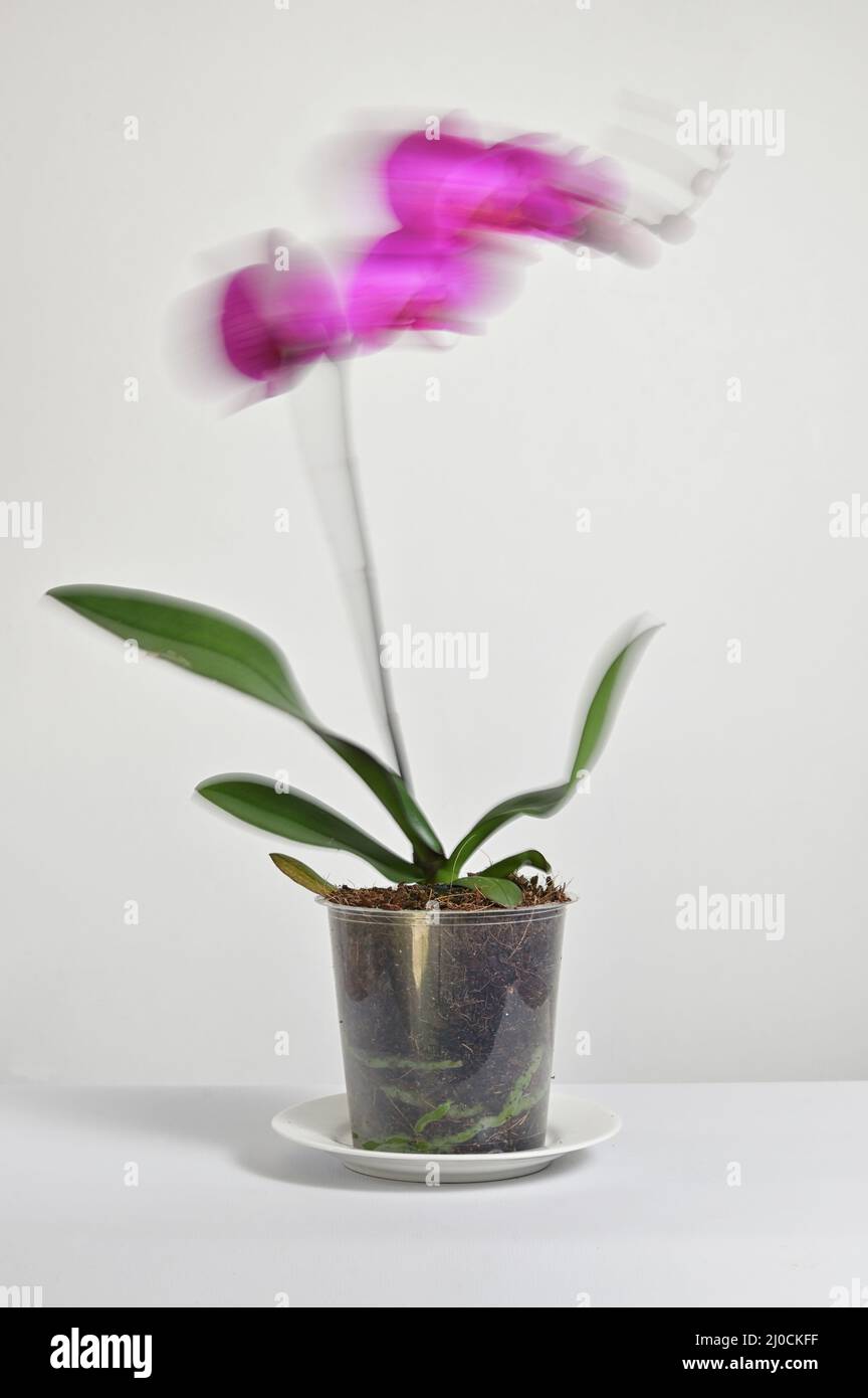 Abstrakte Langzeitbelichtung von Phalaenopsis Orchidee in Grower Pot Stockfoto