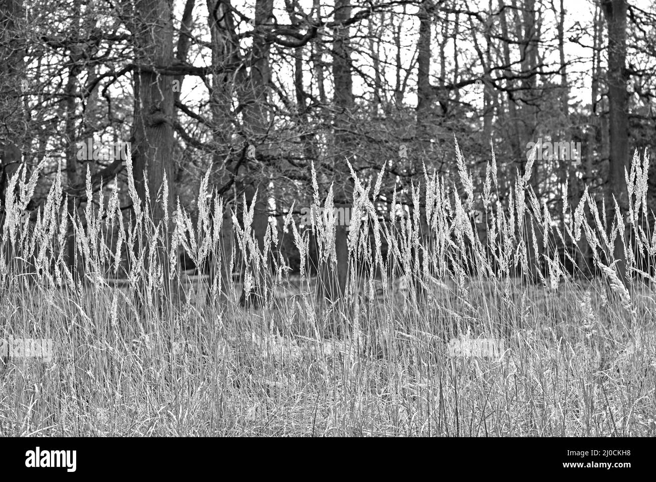 Durch das schauende Gras! Blick in den Wald. Woburn, England Stockfoto