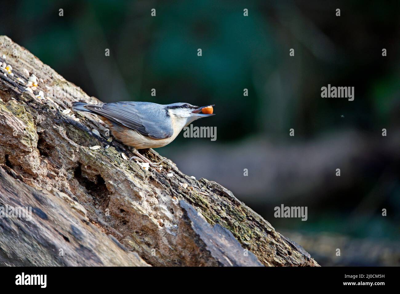 Eurasischer Nuthatch sammelt Nüsse zum Zwischenspeichern Stockfoto