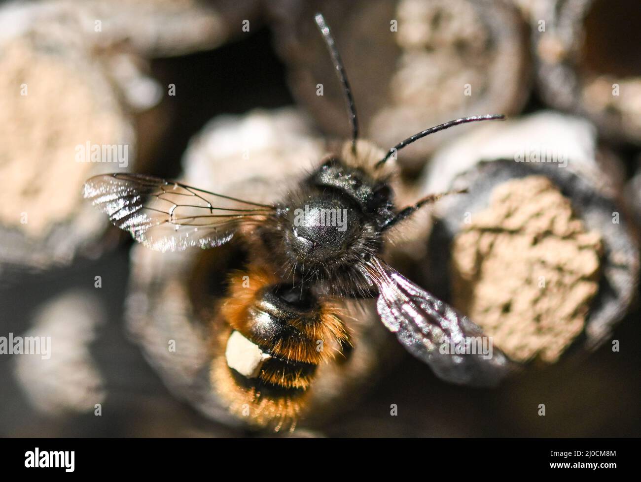 18. März 2022, Hessen, Frankfurt/Main: Eine rostrote Maurerbiene nähert sich einem Wildbienenhotel am Frankfurter Lohrberg. Die Tonlöcher, Ziegelhöhlen oder Holunderstöcke dienen als Brutzellen für die Eier. Die Lebensmittelversorgung ist ausreichend für die elfmonatige Entwicklung vom Ei bis zur fertigen Biene. Wildbienen sind im März und April aktiv und sterben, bevor ihre Nachkommen ausschlüpfen. Foto: Arne Dedert/dpa Stockfoto