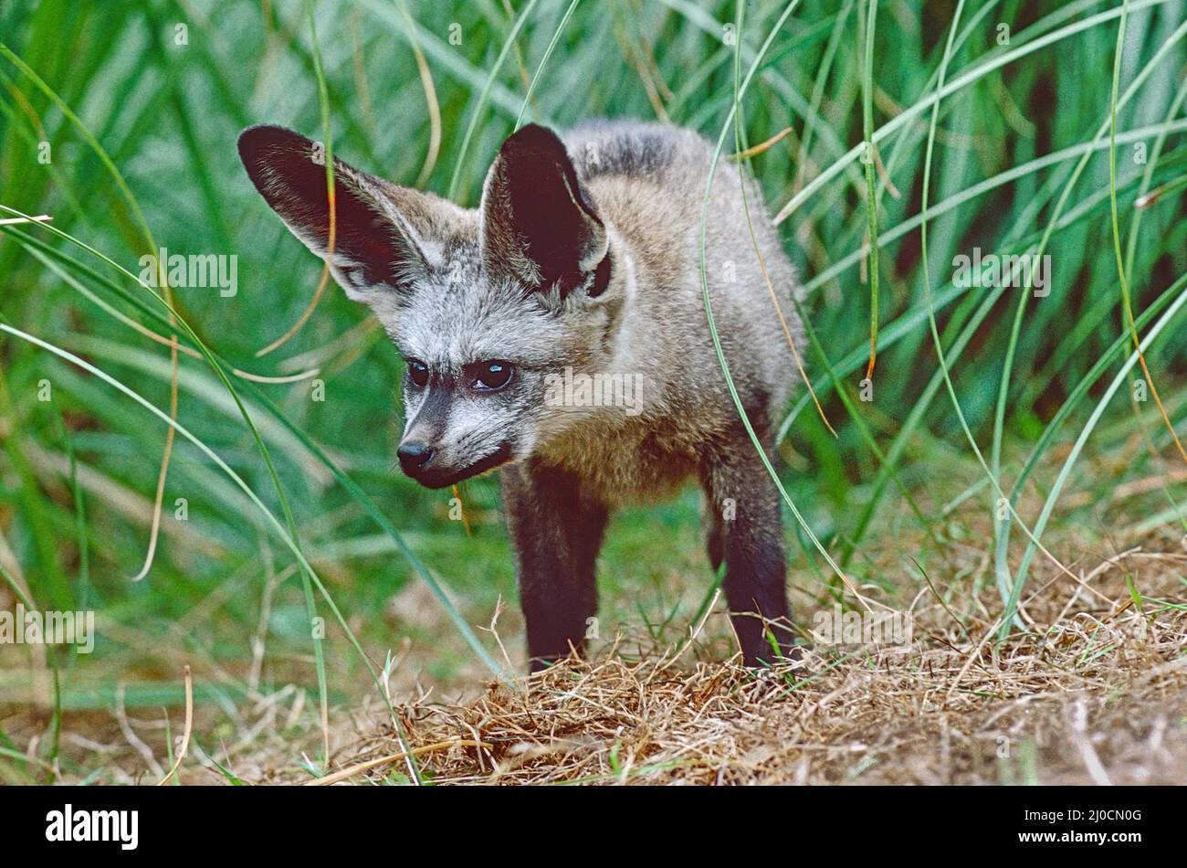 Junger weiblicher Fledermausohr-Fuchs, (Otocyon megalotis.) Aus dem östlichen und südlichen Afrika. Stockfoto