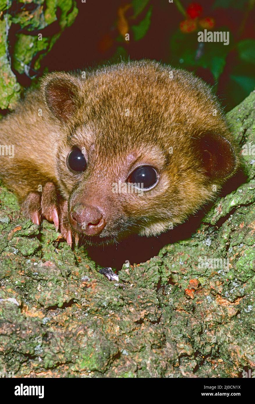 Junge weibliche Kinkajou, (Potos flavus.) Von Südmexiko nach Brasilien. Sometmes bekannt als der Honigbär Stockfoto