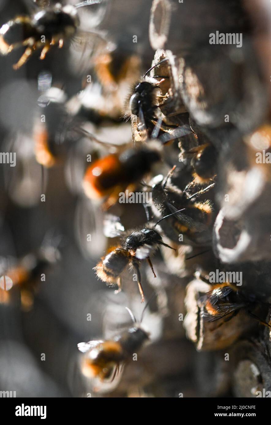 18. März 2022, Hessen, Frankfurt/Main: Rostige Rotmaurerbienen nähern sich einem Wildbienenhotel am Frankfurter Lohrberg. Die Tonlöcher, Ziegelhöhlen oder Holunderstöcke dienen als Brutzellen für die Eier. Die Lebensmittelversorgung ist ausreichend für die elfmonatige Entwicklung vom Ei bis zur fertigen Biene. Wildbienen sind im März und April aktiv und sterben, bevor ihre Nachkommen ausschlüpfen. Foto: Arne Dedert/dpa Stockfoto