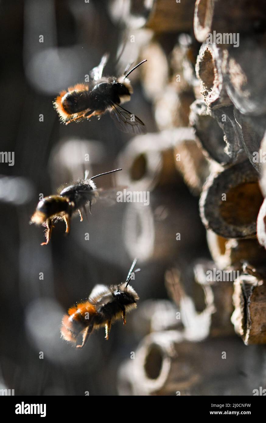 18. März 2022, Hessen, Frankfurt/Main: Rostige Rotmaurerbienen nähern sich einem Wildbienenhotel am Frankfurter Lohrberg. Die Tonlöcher, Ziegelhöhlen oder Holunderstöcke dienen als Brutzellen für die Eier. Die Lebensmittelversorgung ist ausreichend für die elfmonatige Entwicklung vom Ei bis zur fertigen Biene. Wildbienen sind im März und April aktiv und sterben, bevor ihre Nachkommen ausschlüpfen. Foto: Arne Dedert/dpa Stockfoto