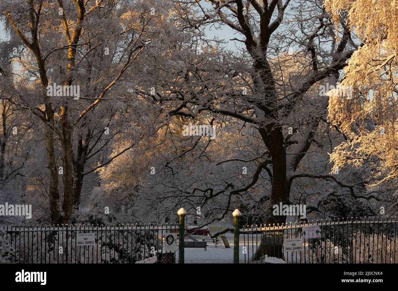 Schneebedeckte Bäume an einem hellen Wintertag Stockfoto