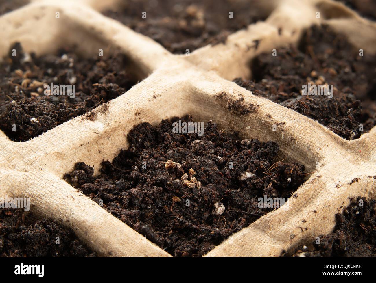 Sellerie-Samen in der Eintopf-Schale mit Blumenerde, Nahaufnahme. Makro von winzigen Tango Bio-Sellerie-Samen auch als Apium graveolens bekannt. Biodegrada Stockfoto