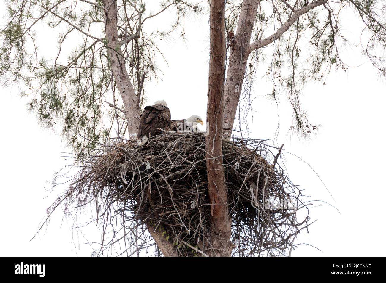 Familie mit zwei weißkopfseeadler Haliaeetus leucocephalus Eltern mit ihrem Nest von Küken Stockfoto