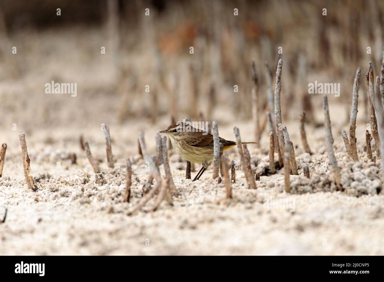 Pine warbler Vogel Setophaga pinus Grünfutter für Essen im Sand Stockfoto