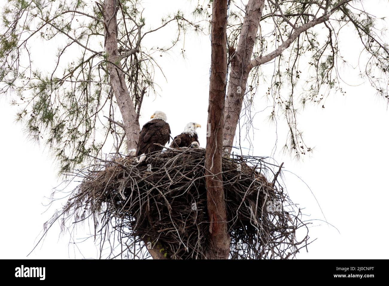 Familie mit zwei weißkopfseeadler Haliaeetus leucocephalus Eltern mit ihrem Nest von Küken Stockfoto