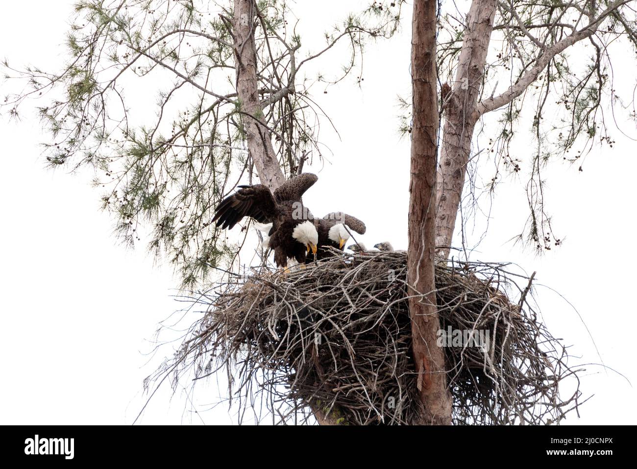 Familie mit zwei weißkopfseeadler Haliaeetus leucocephalus Eltern mit ihrem Nest von Küken Stockfoto
