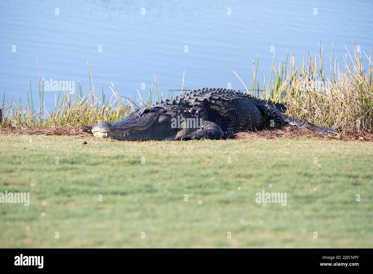 Sehr große amerikanische Alligator mississippiensis Sonnenbaden auf der Seite von einem Teich Stockfoto