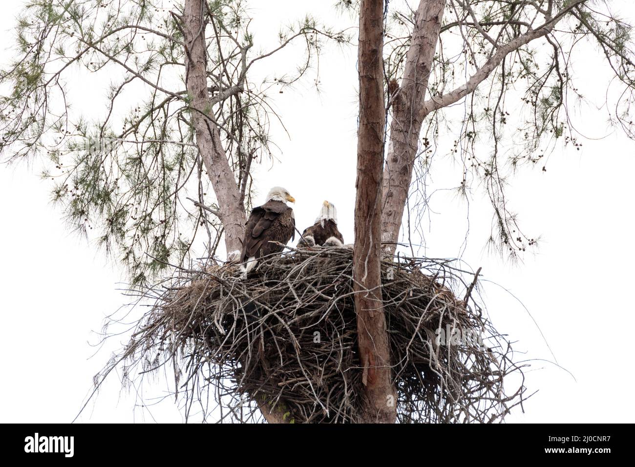 Familie mit zwei weißkopfseeadler Haliaeetus leucocephalus Eltern mit ihrem Nest von Küken Stockfoto