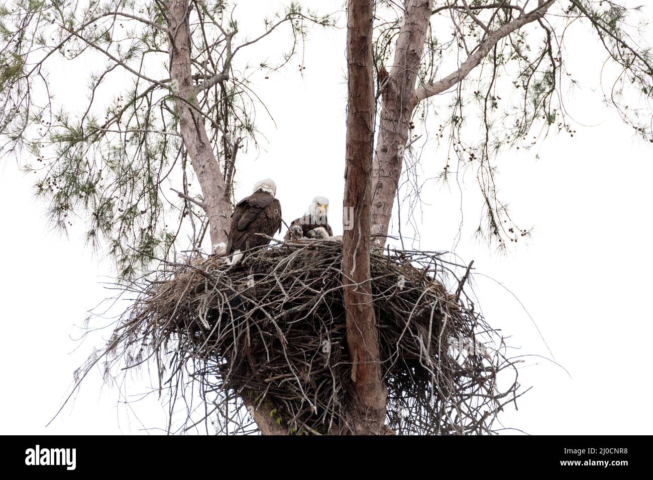 Familie mit zwei weißkopfseeadler Haliaeetus leucocephalus Eltern mit ihrem Nest von Küken Stockfoto