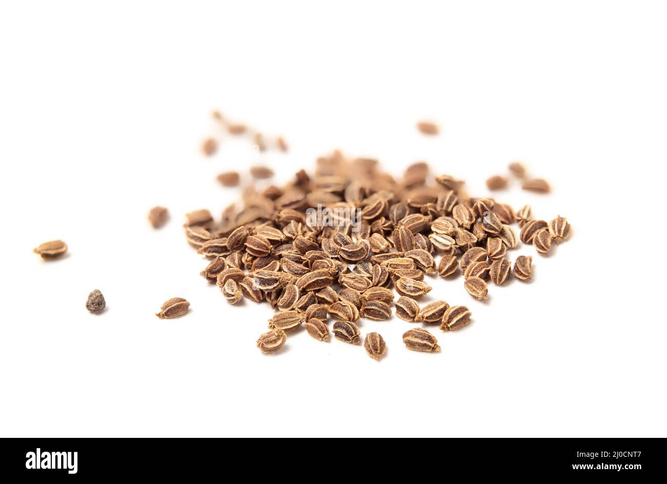 Bio-Sellerie Samen frühen Frühling Pflanzen drinnen. Auch als Gewürz- und Kochkost verwendet. Makro von vielen 1-2 mm Samen von Tango Sellerie Pflanze auch bekannt Stockfoto