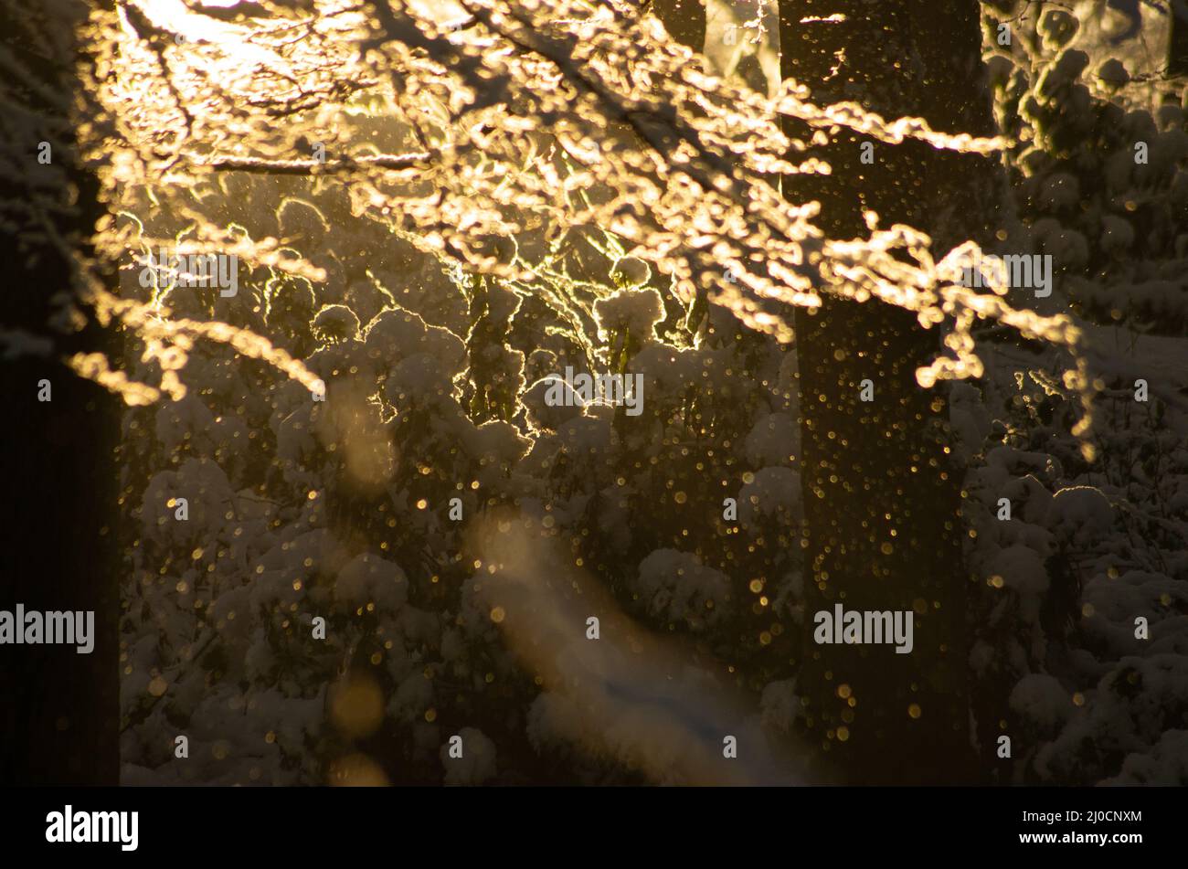 Sonnenlicht scheint durch schneebedeckte Äste Stockfoto