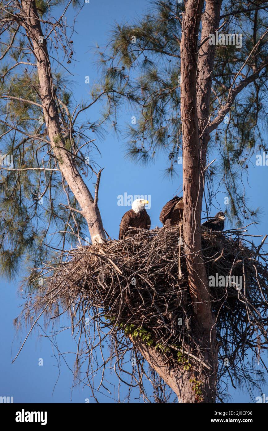 Familie mit zwei weißkopfseeadler Haliaeetus leucocephalus Eltern mit ihrem Nest Stockfoto
