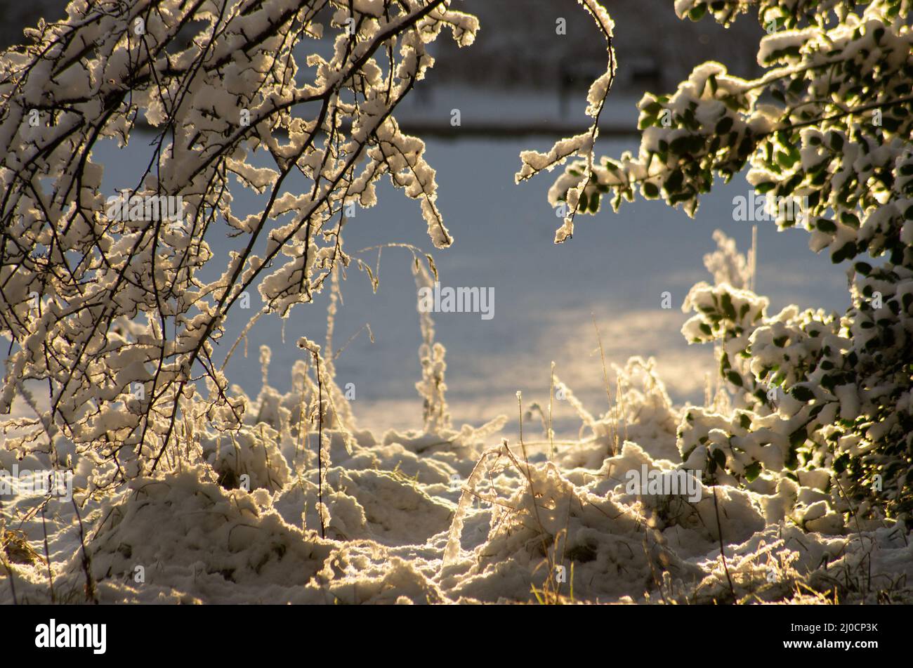 Sonnenlicht scheint durch schneebedeckte Äste Stockfoto