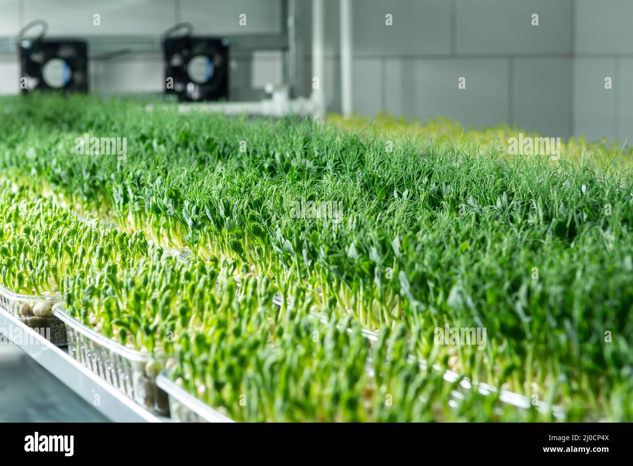 Saftige junge Triebe von Mikrogrün Nahaufnahme. Samen in einem Gewächshaus anbauen. Micro-Greenery Farm. Herstellung von umweltfreundlichem Vitamin Nuss Stockfoto