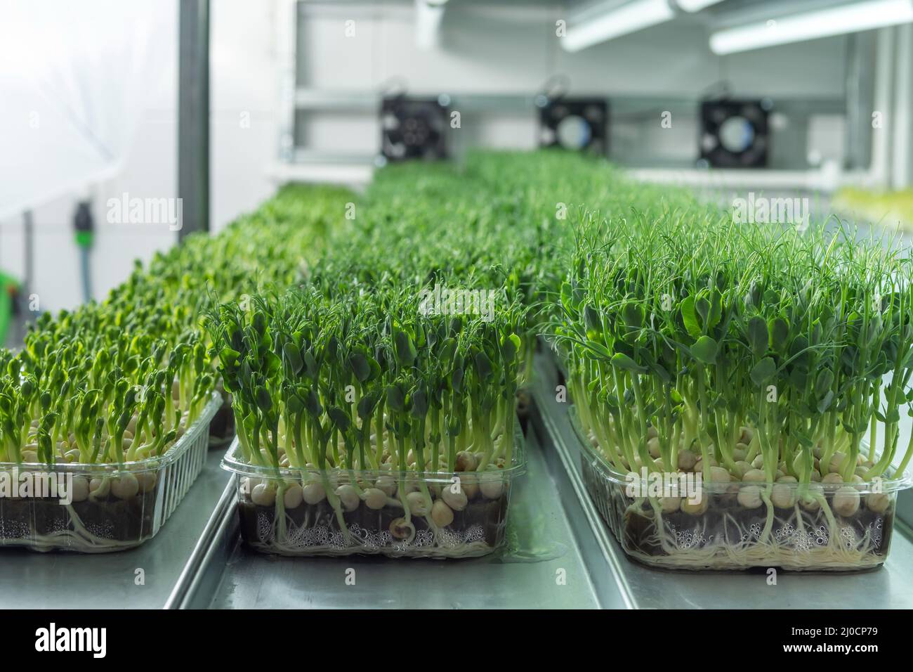 Saftige junge Triebe von Mikrogrün Nahaufnahme. Samen in einem Gewächshaus anbauen. Micro-Greenery Farm. Herstellung von umweltfreundlichem Vitamin Nuss Stockfoto