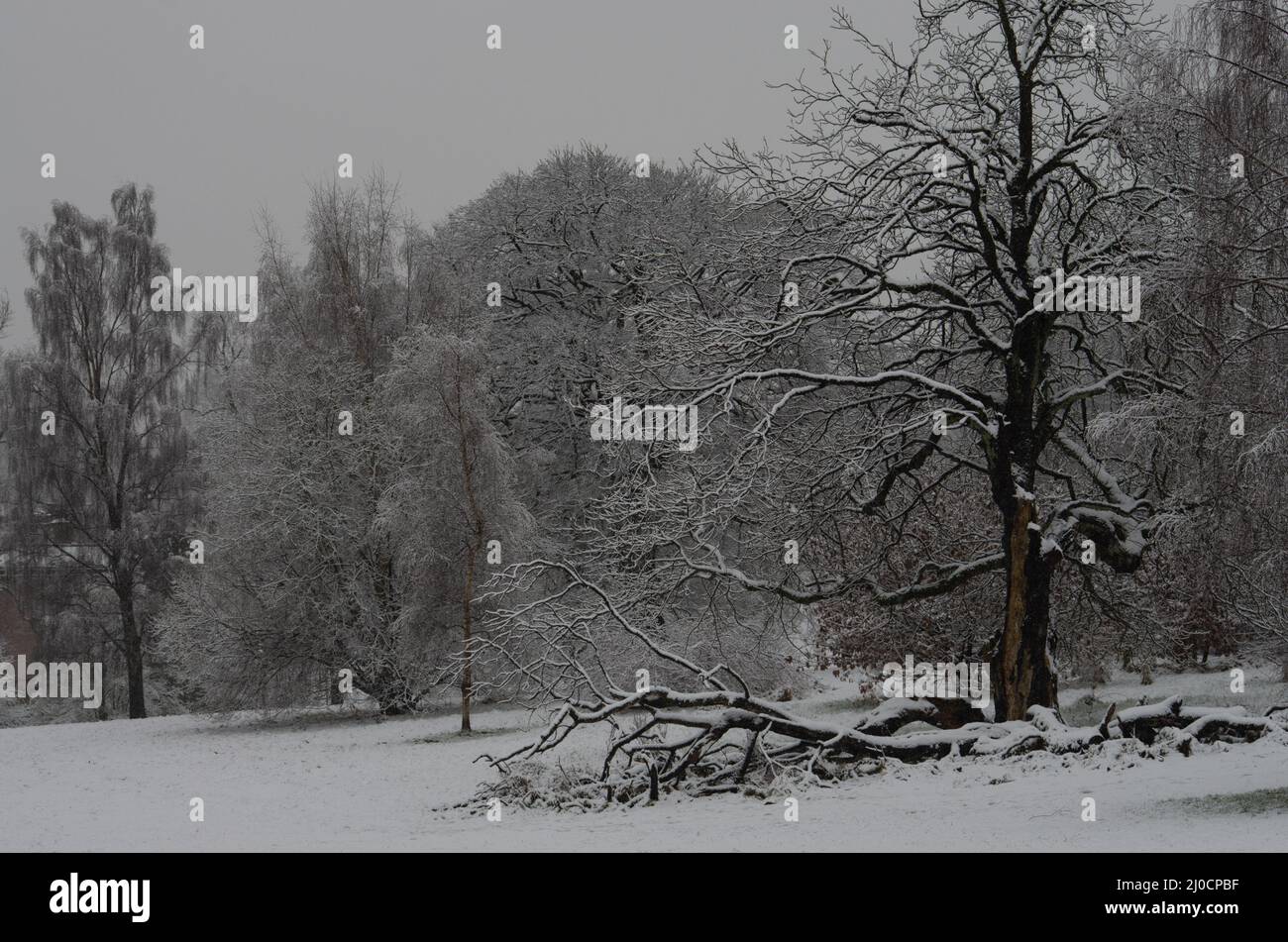 Bäume in einem schneebedeckten Park Stockfoto