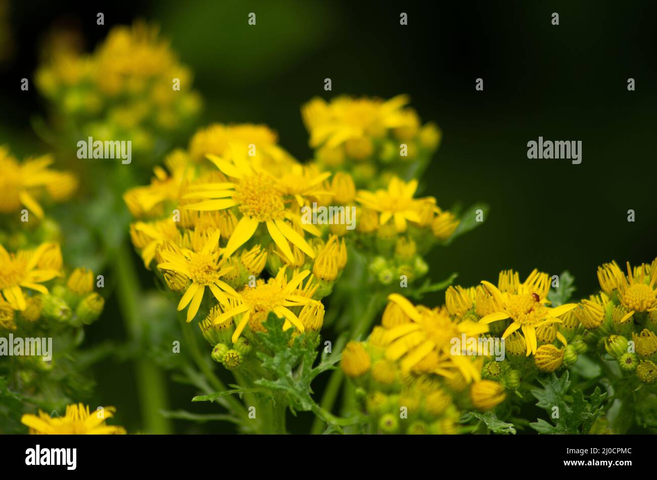 Gelbe Ragwürzeblüten Stockfoto