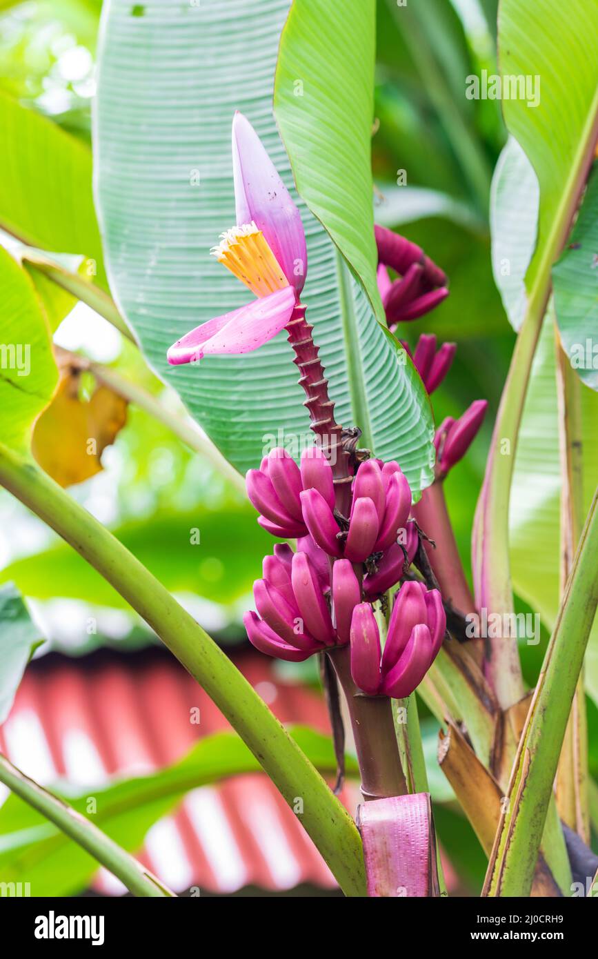 Velvet Rosa Banane Frchte eines exotischen tropischen Banane auf eine  Zweigniederlassung unter die Bltter. Ein Stack aus rot rosa lila Bananen  in der Natur Stockfotografie - Alamy