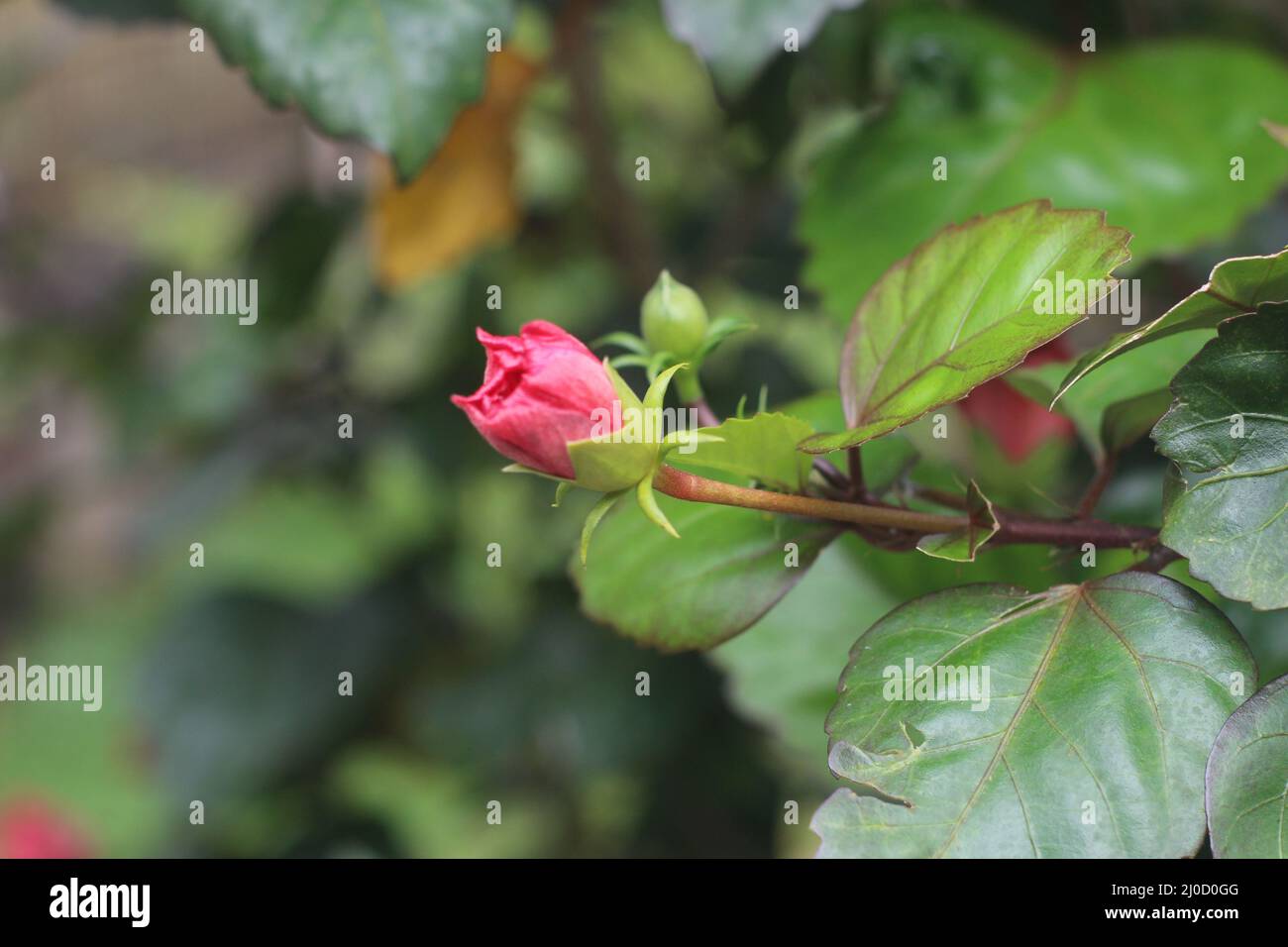 Nahaufnahme der Hibiskus-rosa-Sinensis-Knospe, allgemein bekannt als Schwarzenpflanze, chinesischer Hibiskus, Porzellanrose, Rosenmalbe oder Hawaiiischer Hibiskus, A bea Stockfoto