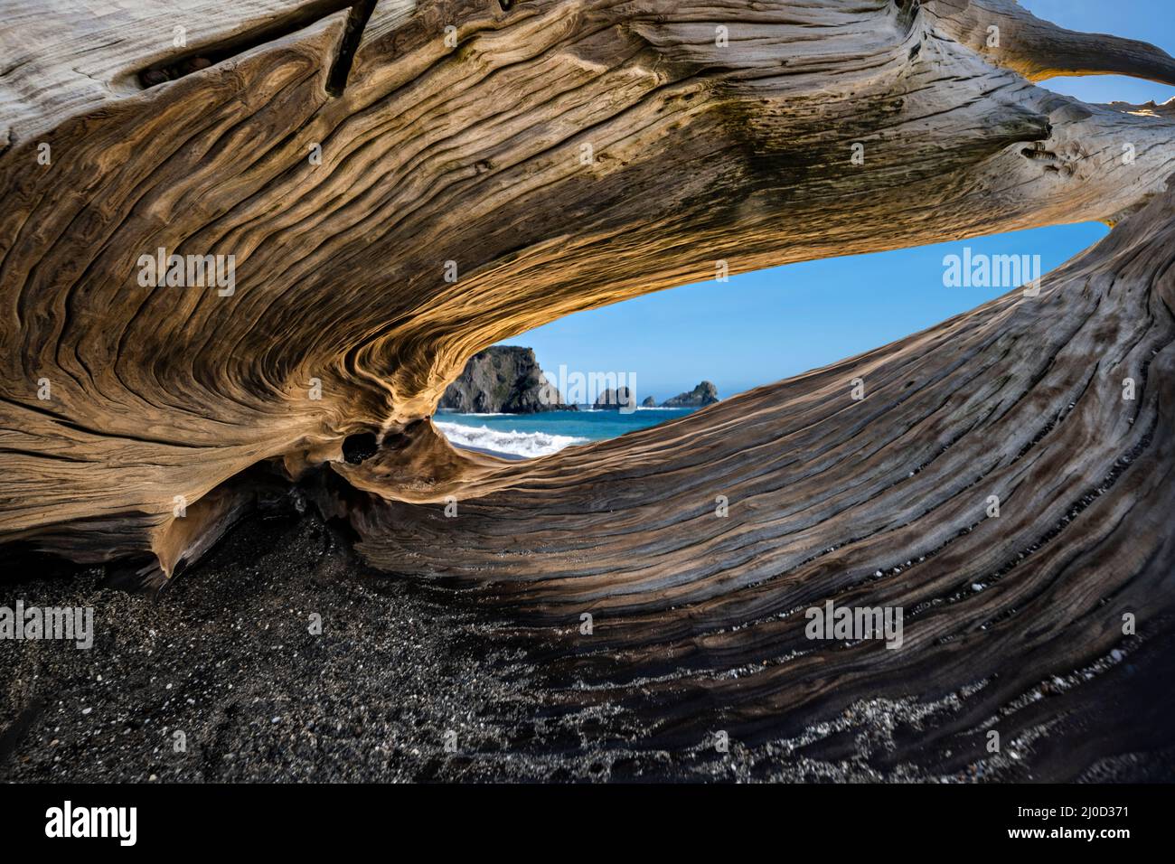 Riesige Redwood-Bäume wuschen am Navarro-Strand, Kalifornien, USA. Stockfoto