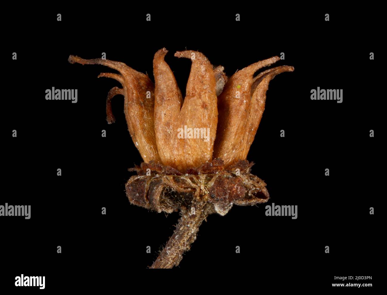 Japanische Spiraea (Spiraea japonica). Nahaufnahme Der Früchte Stockfoto