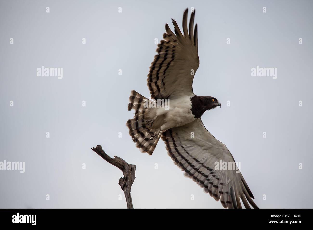 Schwarzer Schlangenadler (Circaetus pectoralis) 13873 Stockfoto