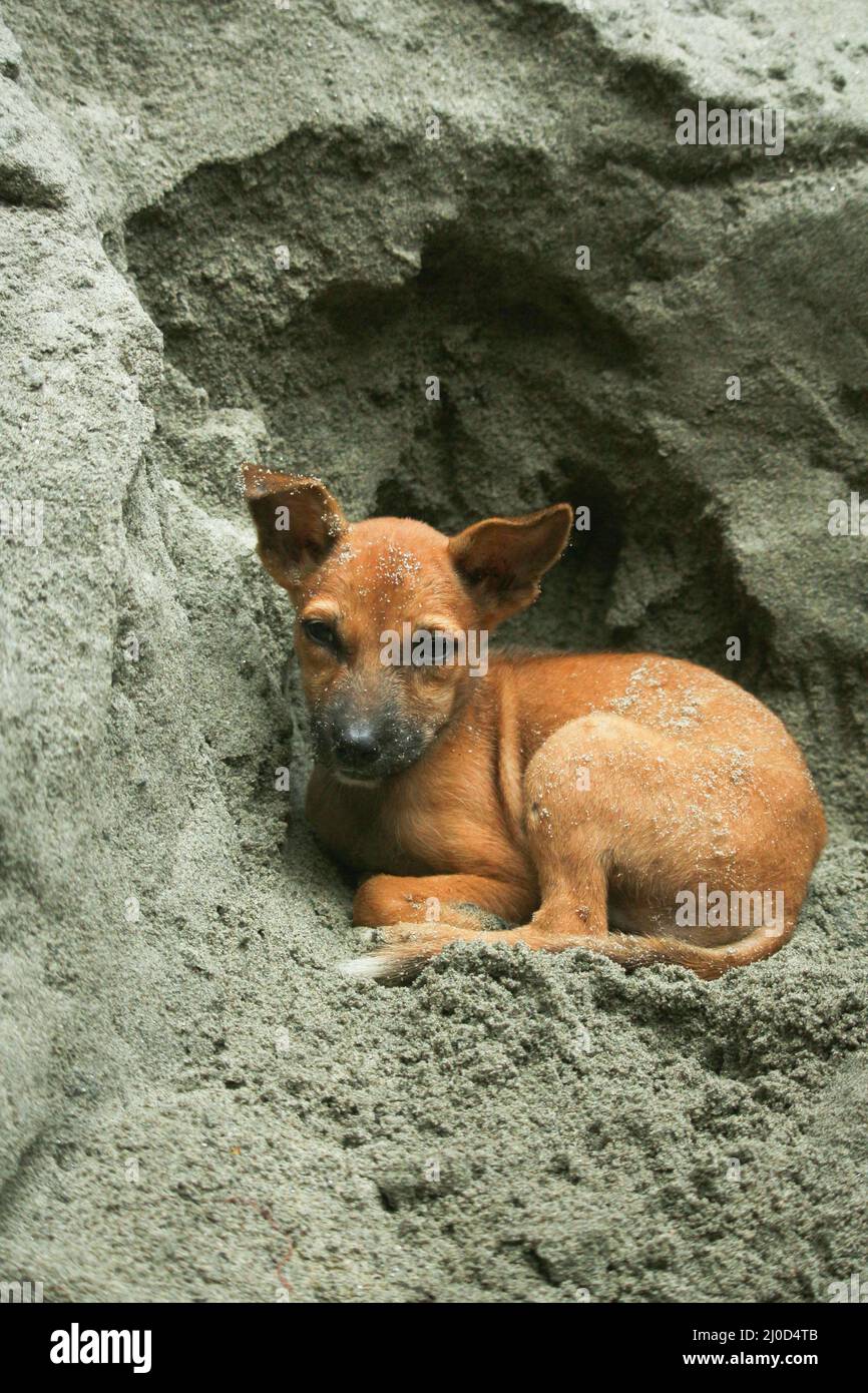 Der Welpe des braunen Hundes liegt im Sand. Stockfoto