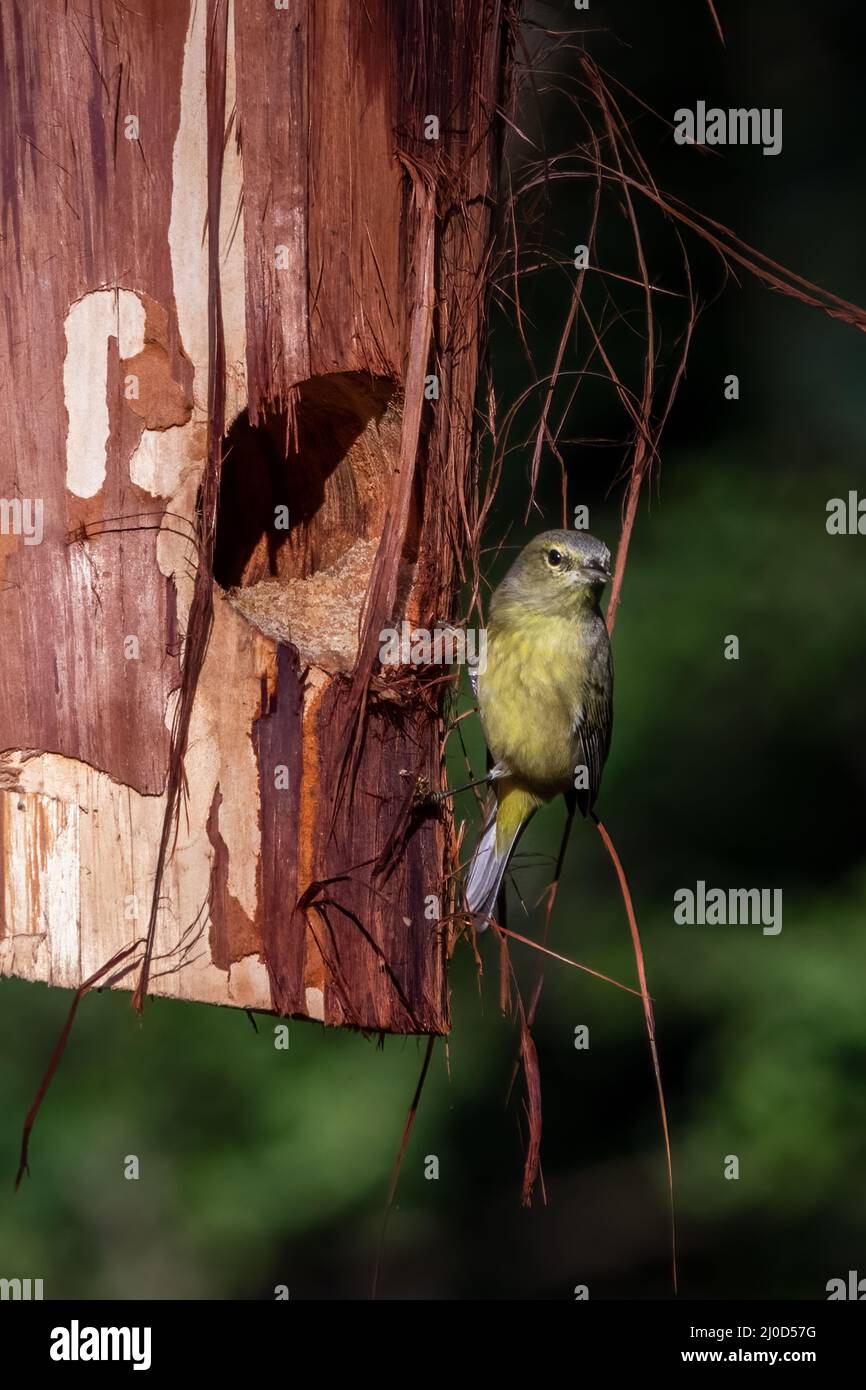 Orangekronenwaldsänger auf einem Zedernbaum Stockfoto