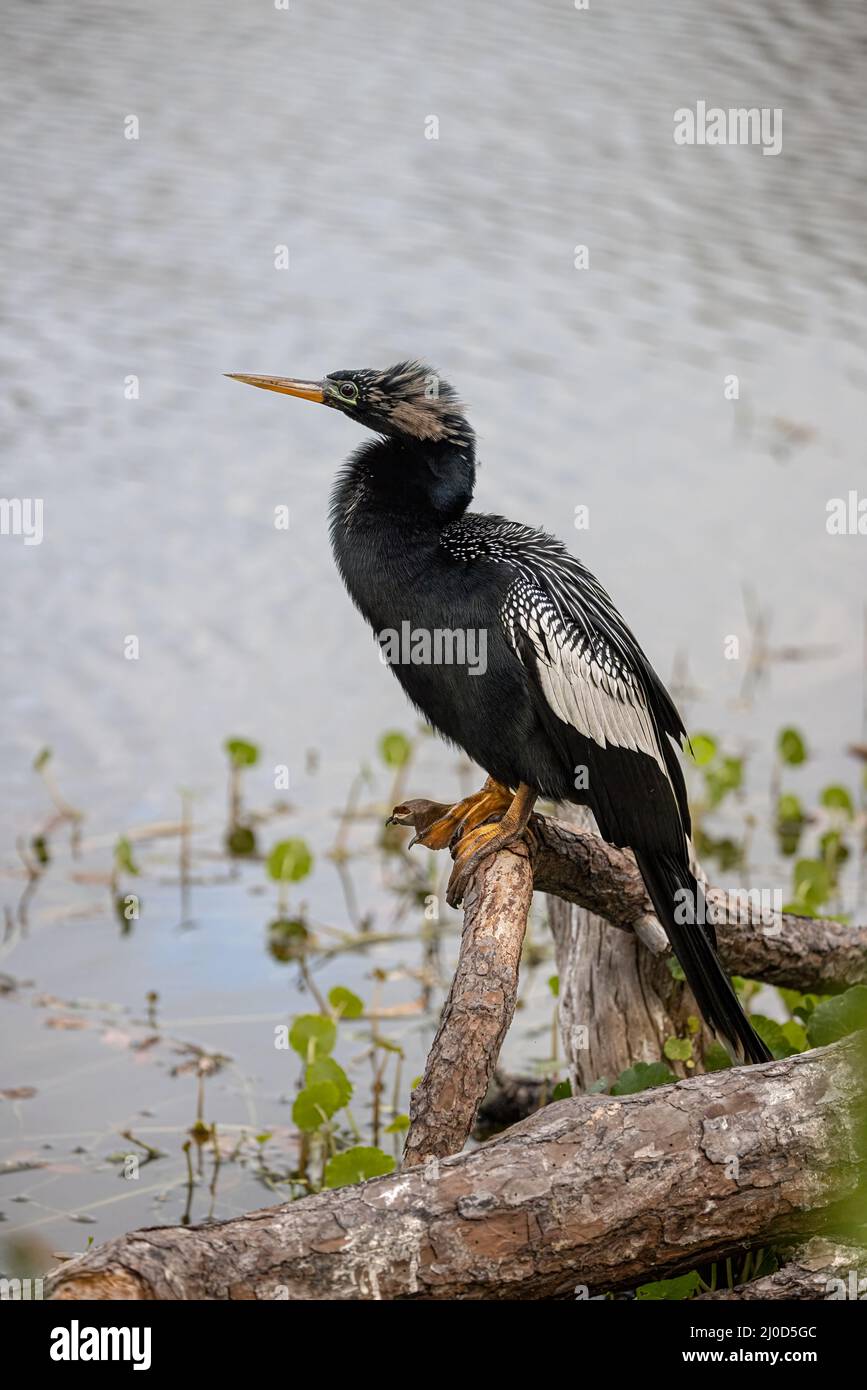 Anhinga Stockfoto