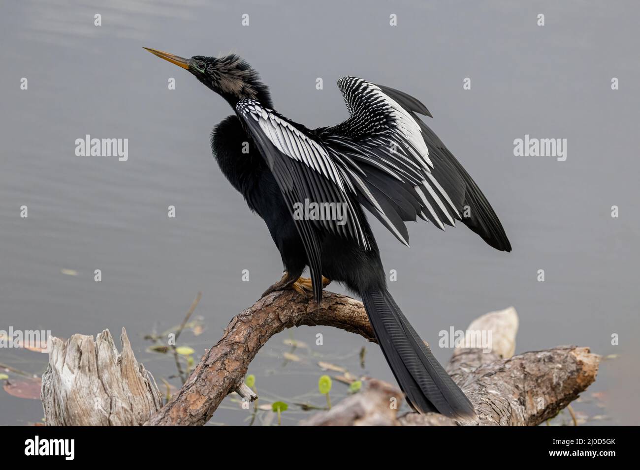 Anhinga Stockfoto