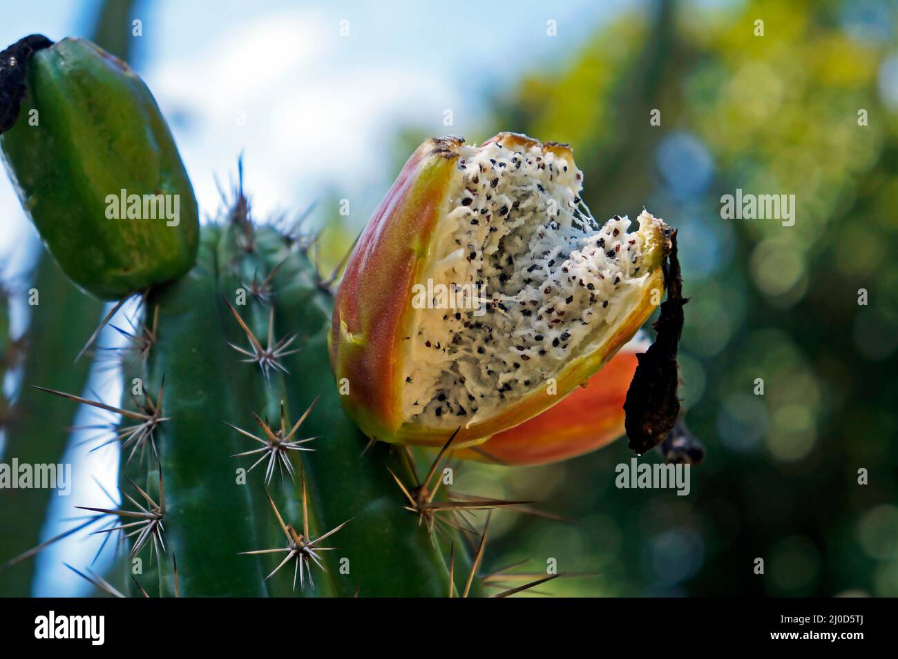 Kaktusfrüchte mit Samen auf Wüstengarten Stockfoto