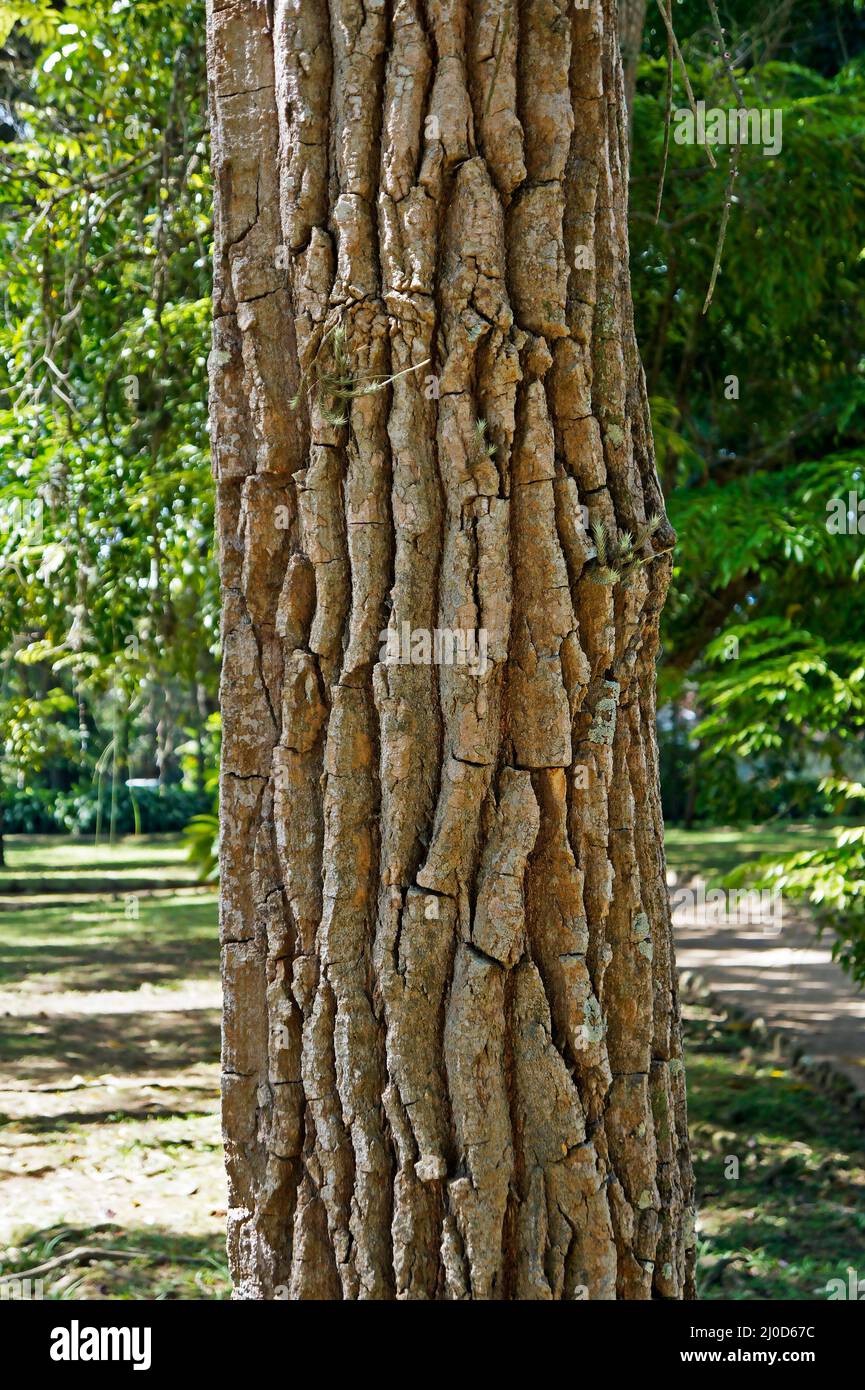 Baumstamm (Aspidosperma macrocarpon) Stockfoto