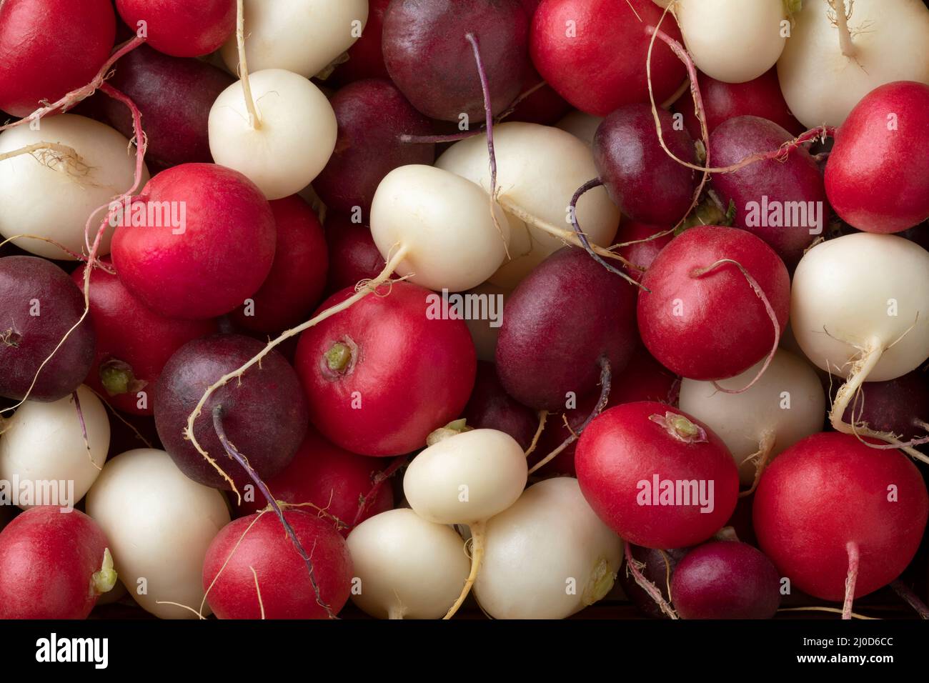 Verschiedene frische bunte Radieschen Nahaufnahme Vollformat als Hintergrund Stockfoto