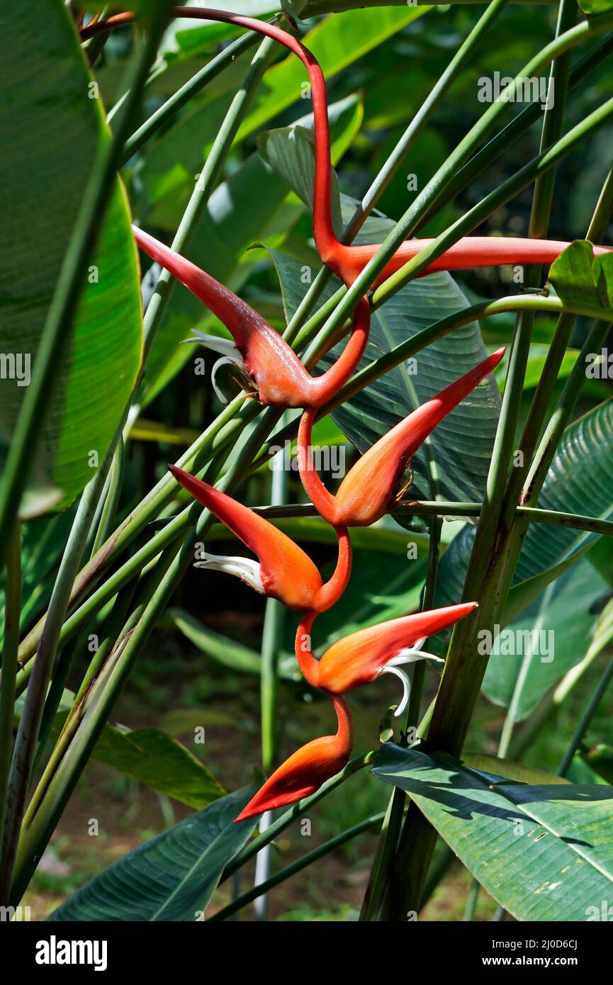 Rote Heliconia-Blume (Heliconia pendula) im tropischen Garten Stockfoto