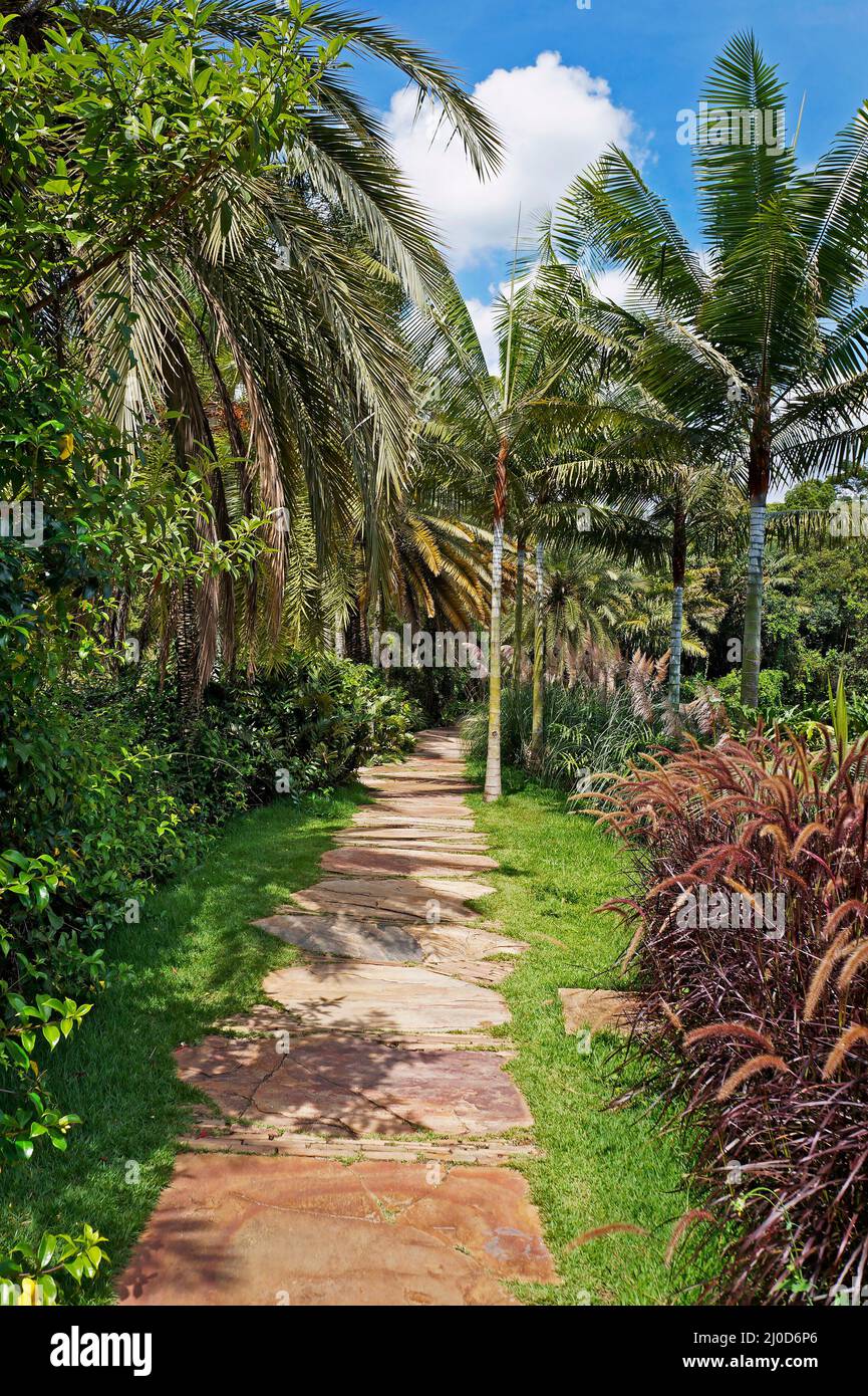 Pfad im tropischen Garten, Minas Gerais, Brasilien Stockfoto