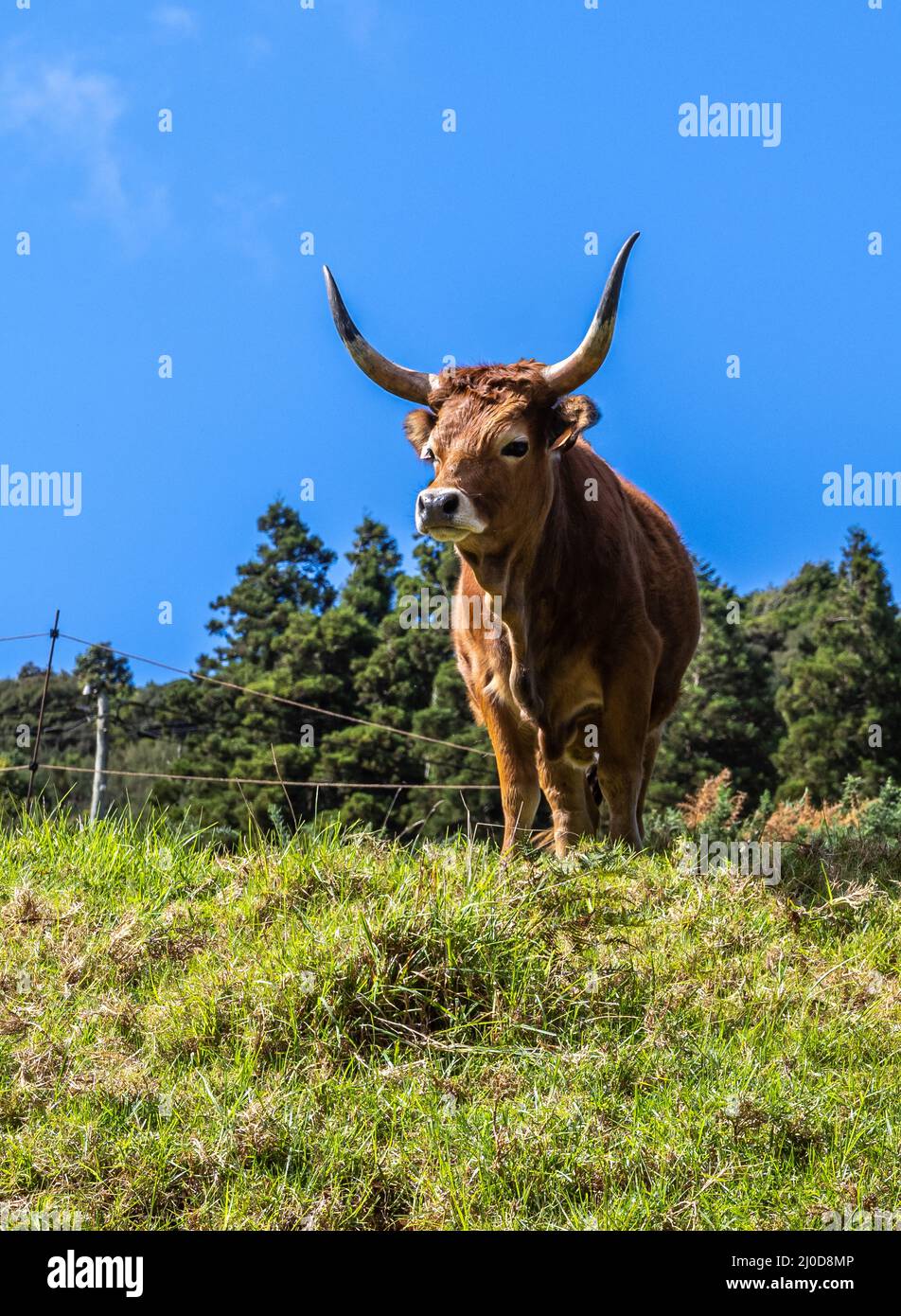 Wilder Bulle, der sein Territorium, Madeira, beschützt Stockfoto