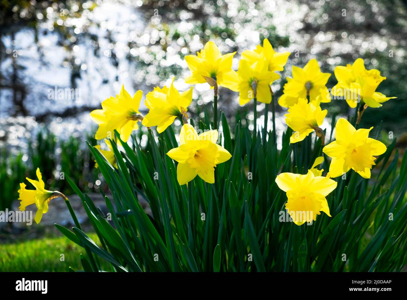 Gelbe Narzissen Narzissen blühen blühend neben einem Gartenteich März 2022 Carmarthenshire Wales Großbritannien KATHY DEWITT Stockfoto