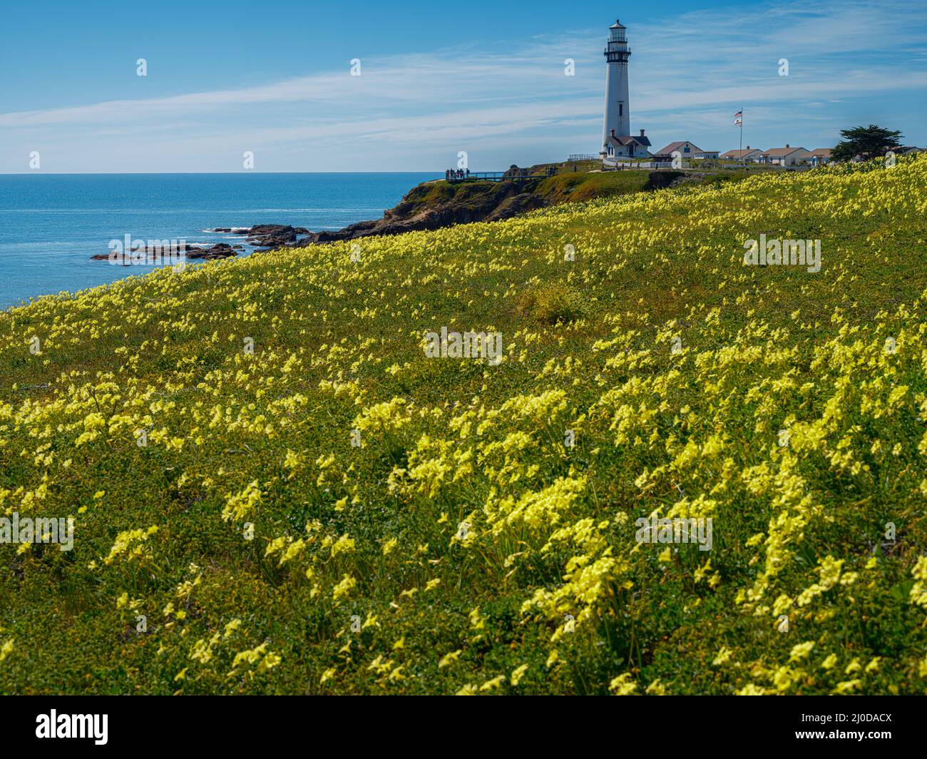 Oxalis Yellow Flowers am Pigeon Point Lighthouse, Kalifornien Stockfoto